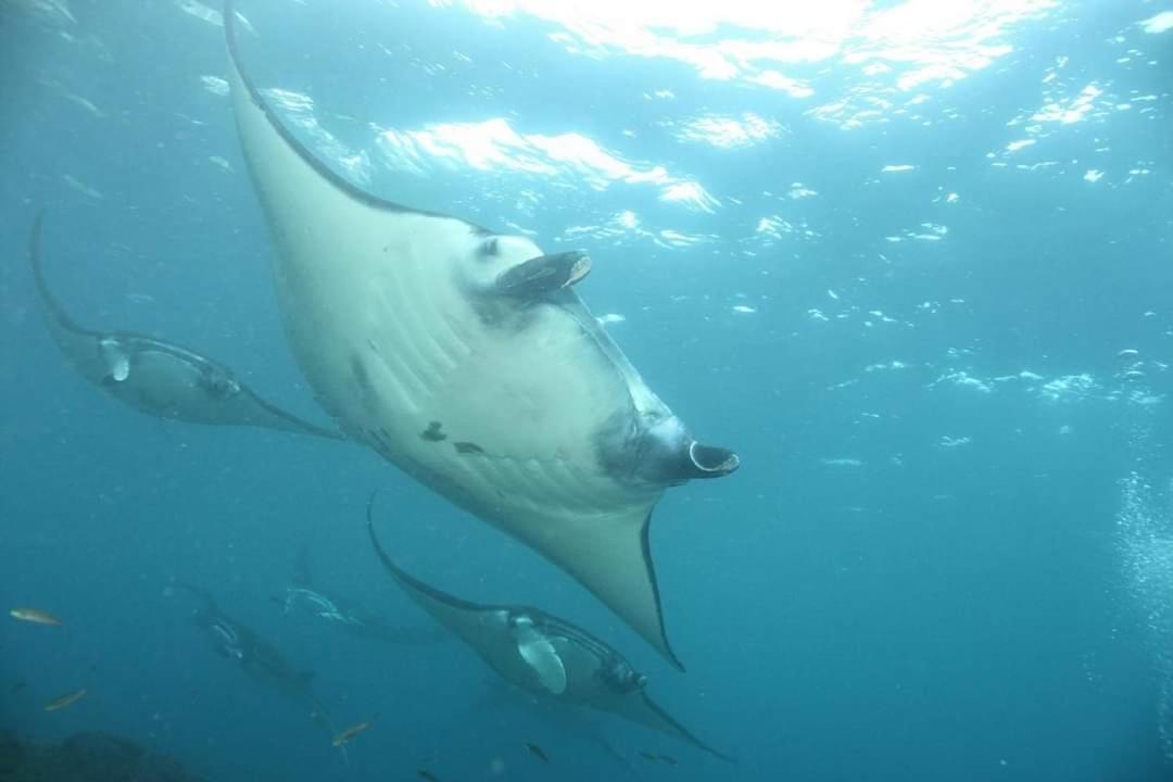 Pondok Bambu Resort - 5 Stars Padi Dive Centre Кандидаса Экстерьер фото